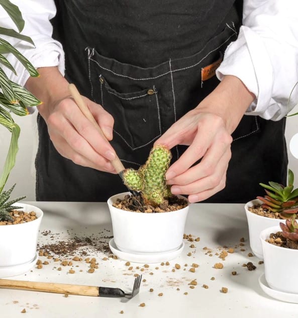 DIY Succulent Cactus Garden Kit, Plantly
