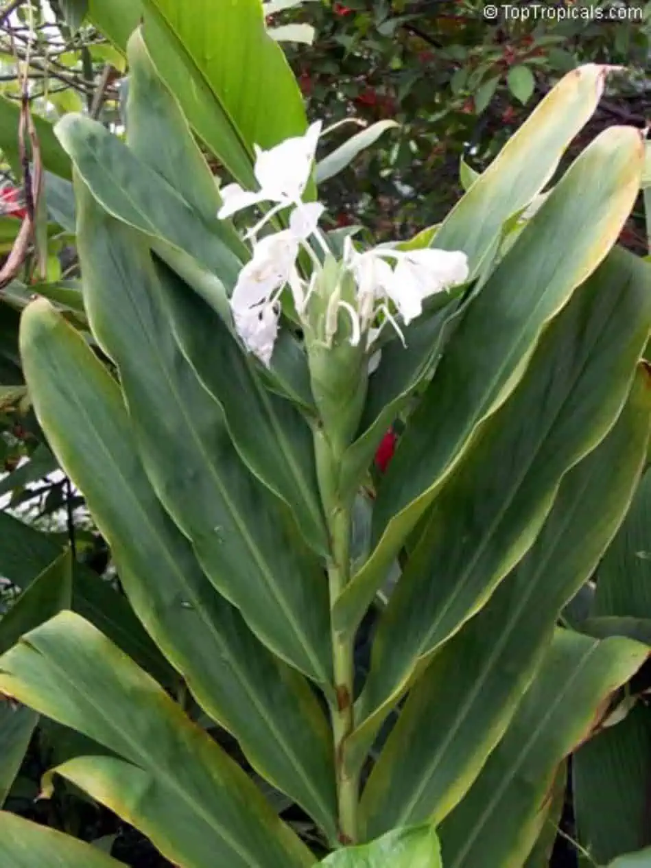 White Ginger Plants