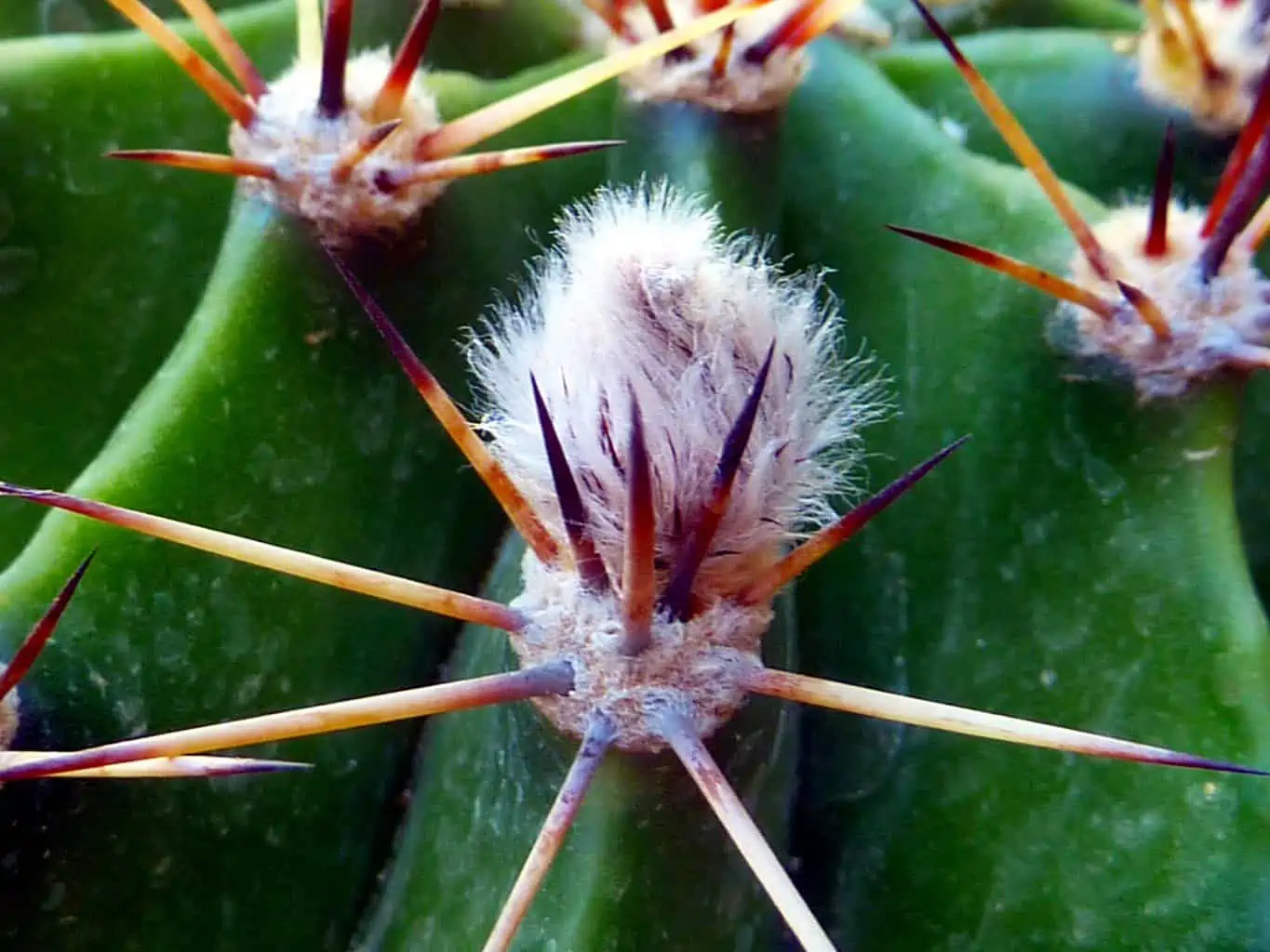 Opuntia aurantiaca cactus