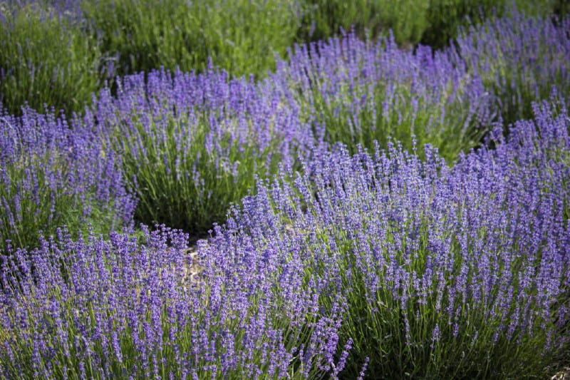 French Hybrid Lavender