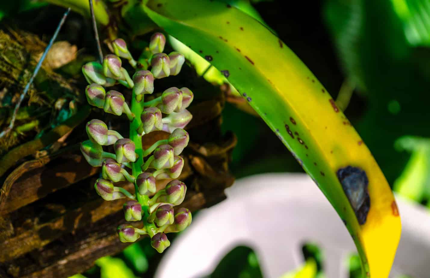orchid bacterial leaf spot