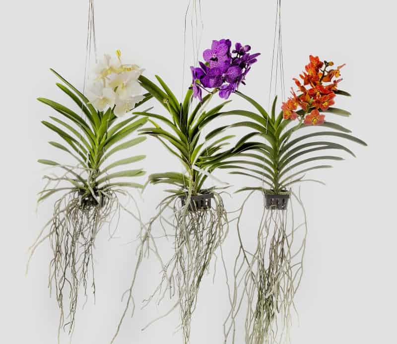 DIY Mounting Orchids & Care Guide