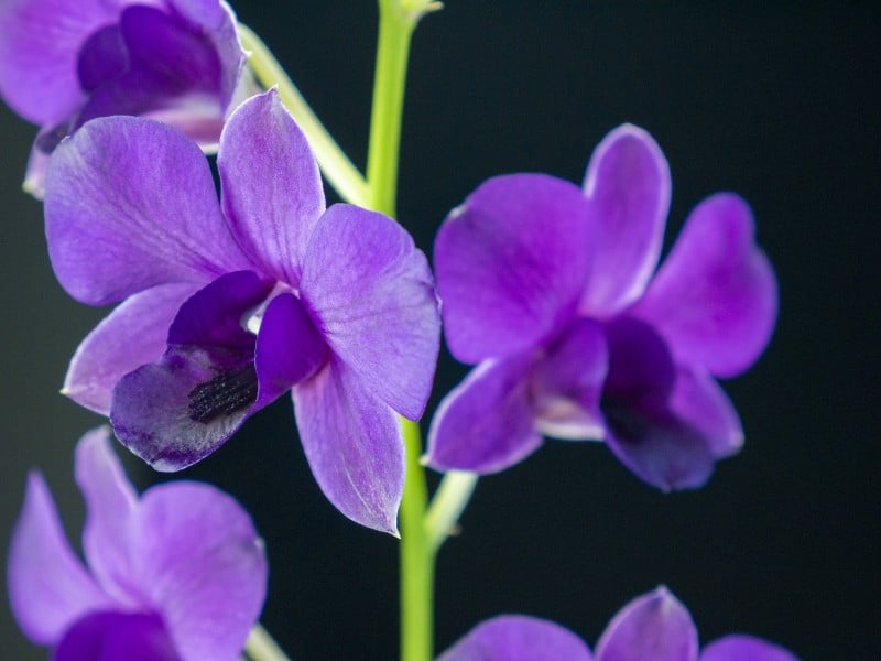 dendorium orchid