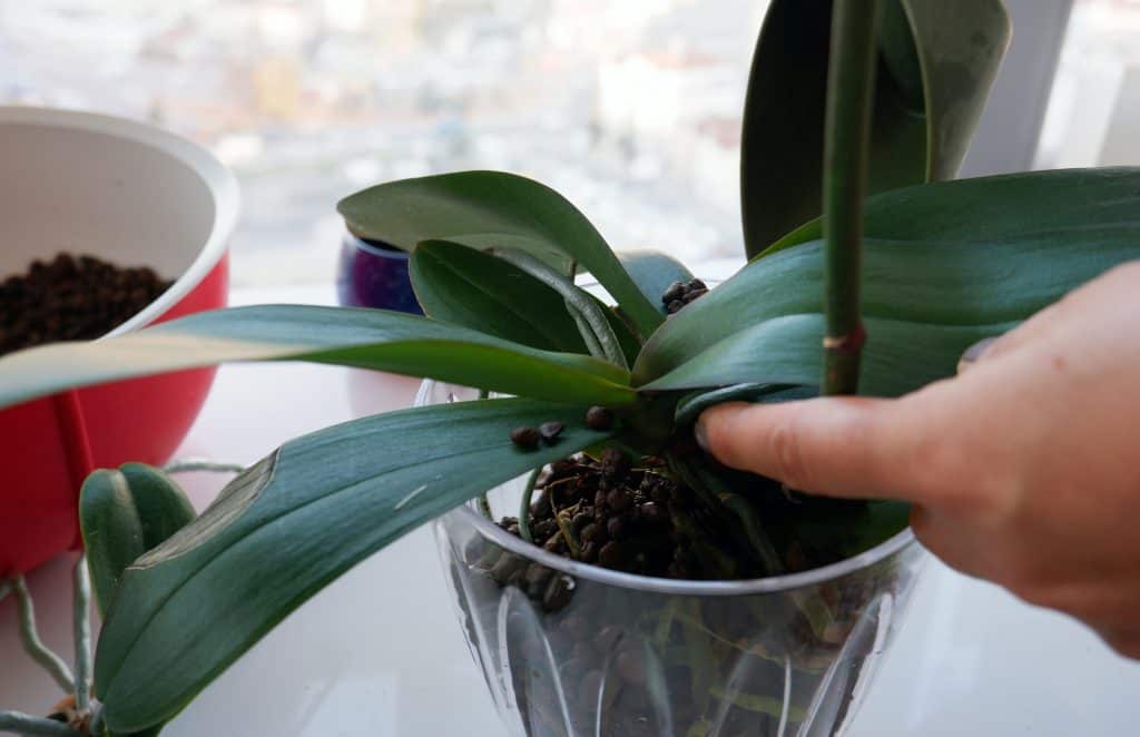 5 Reasons Why Your Orchid Leaves Drooping Plantly
