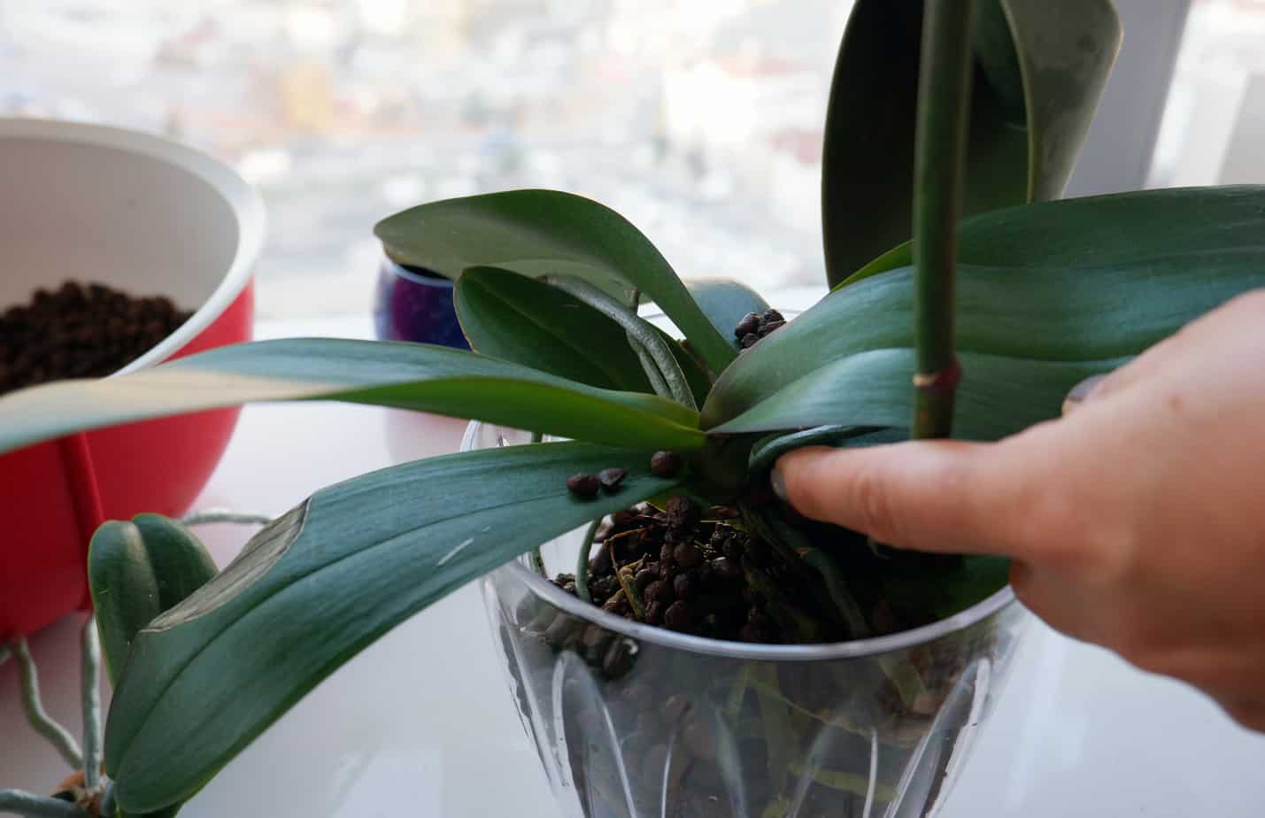 5 Reasons Why Your Orchid Leaves Drooping