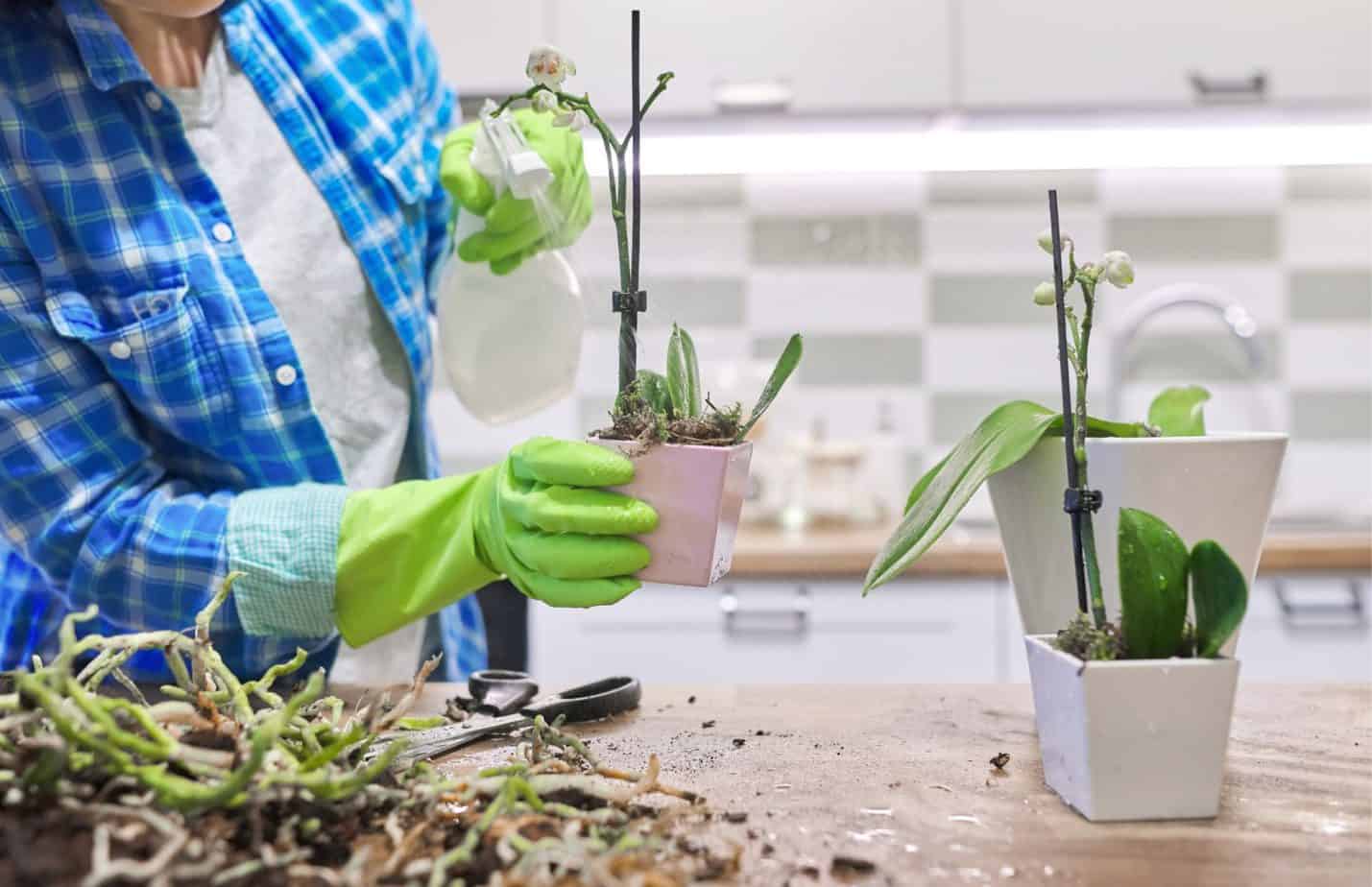 Reasons Why Orchid Flowers Fall Off Plantly