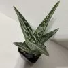 Small Succulent Plant Partridge Breast Aloe