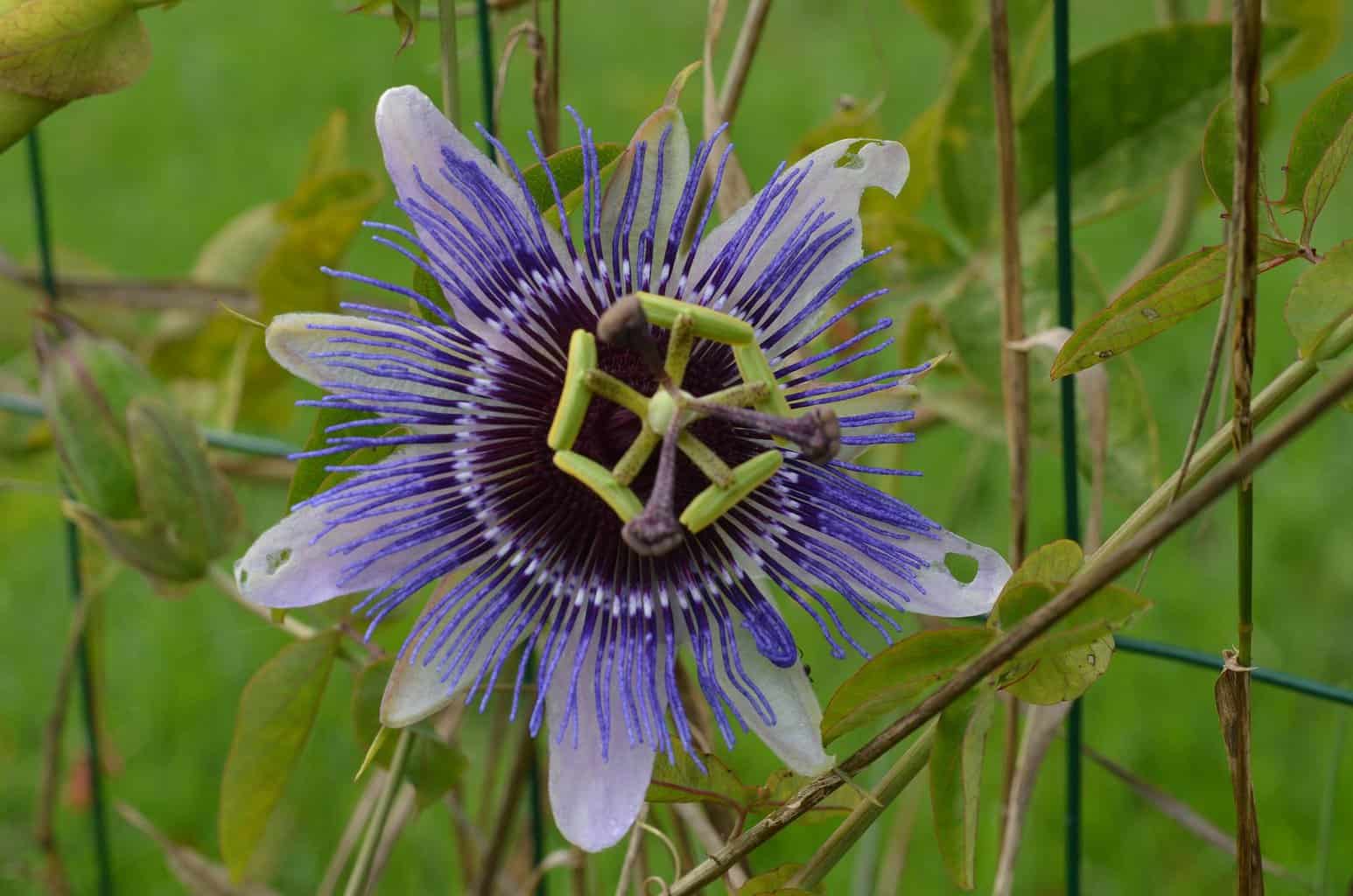 climbing passion flower