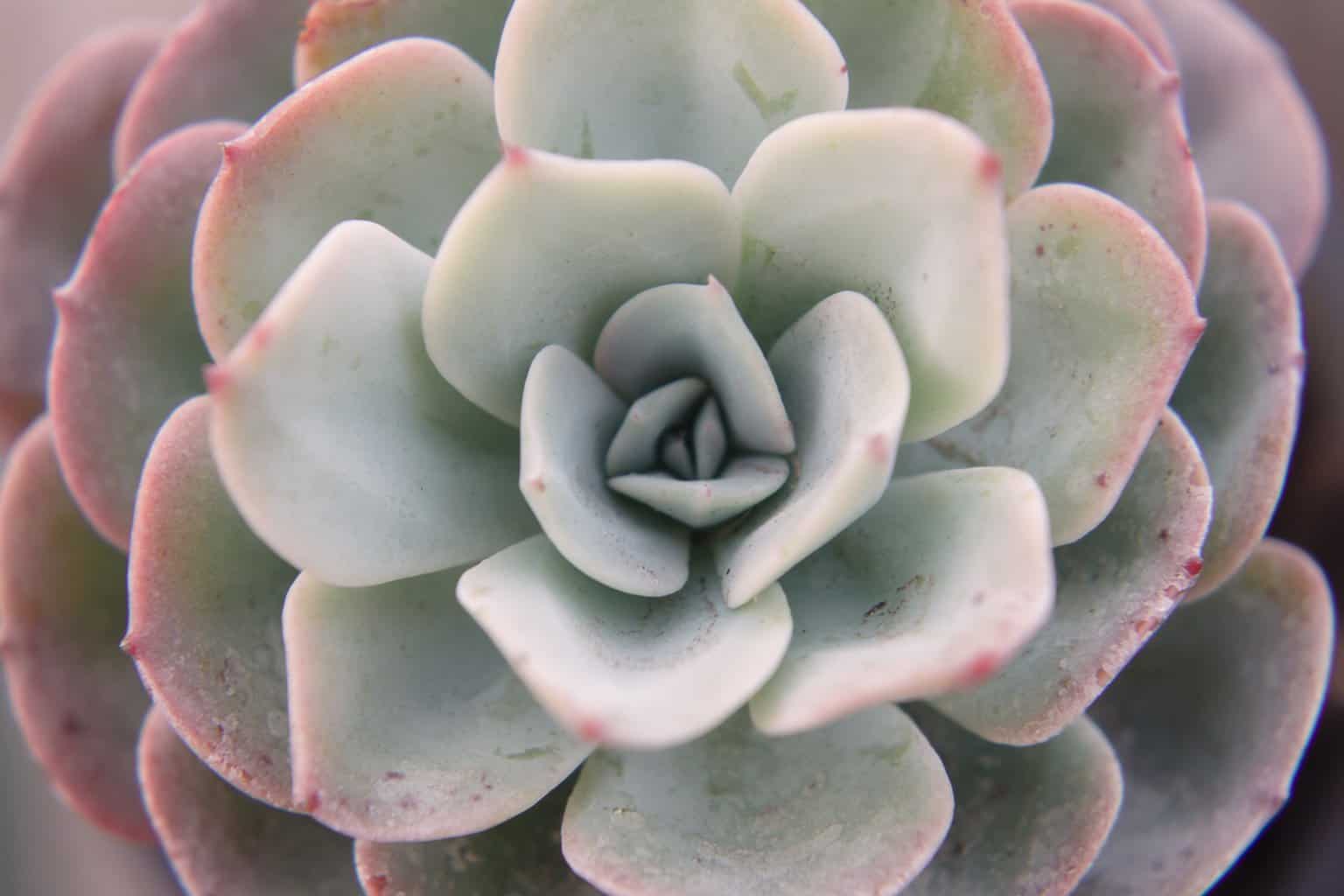 Echeveria Morning Beauty