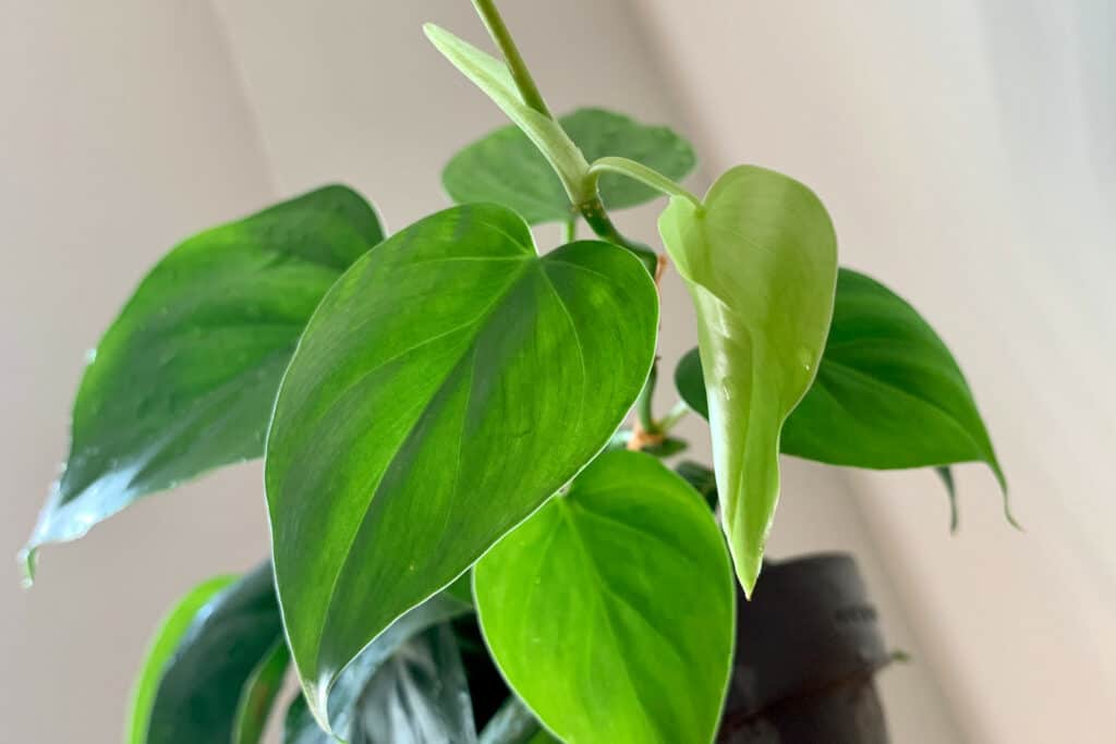 Philodendron Toxic to Cats? What You Need to Know Plantly