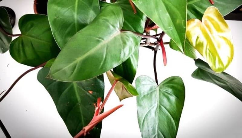 Philodendron Erubescens lighting requirement