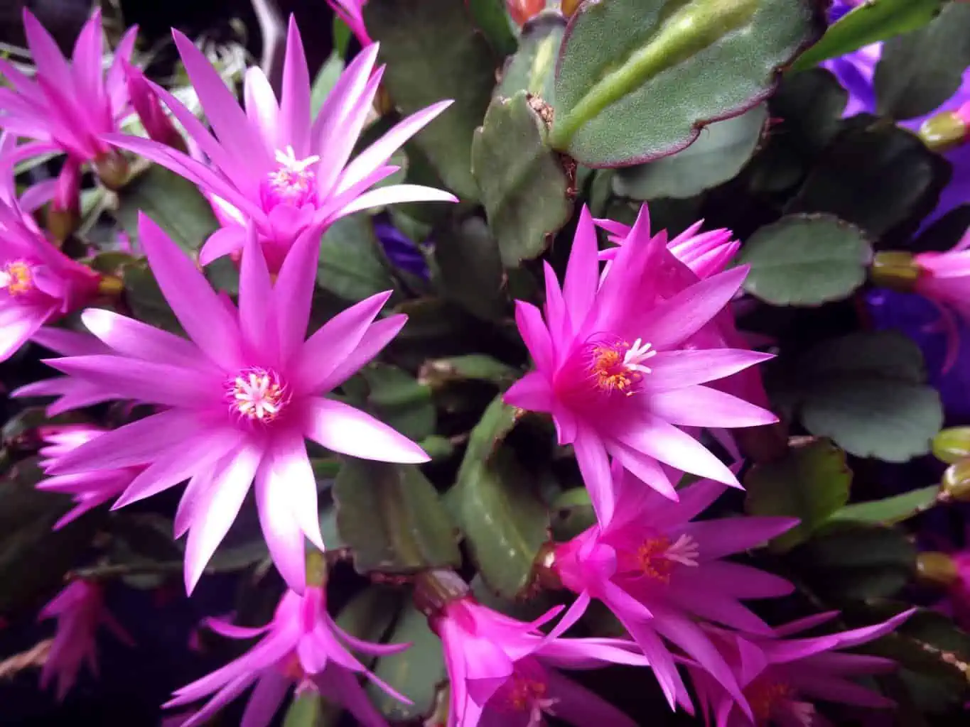 How to Grow and Care for Easter Cactus Plantly