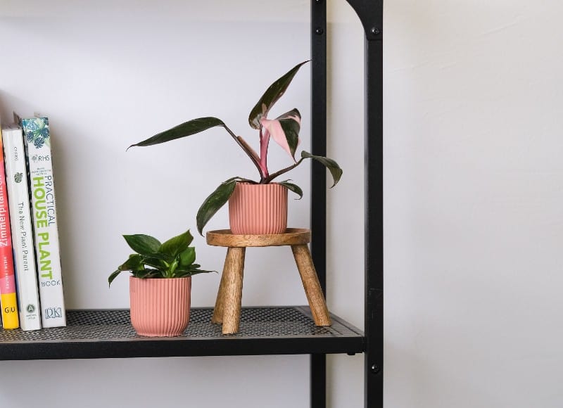 philodendron pink princess