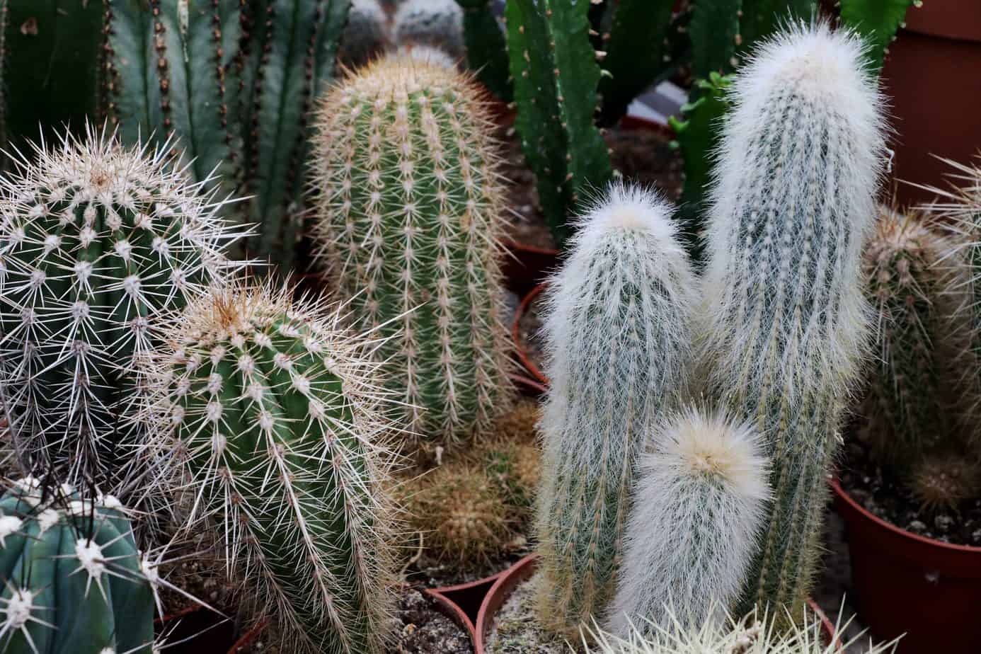 Best Tall Cactus Plants For Your Gardens Plantly