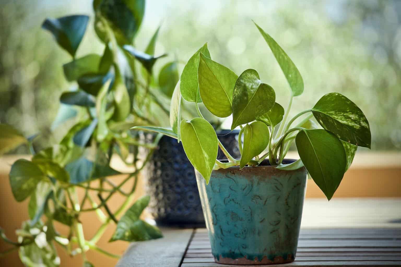 pothos plant in bright, indirect light