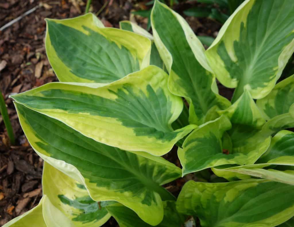 Hosta Plantain Lily Plant Care Guide Plantly