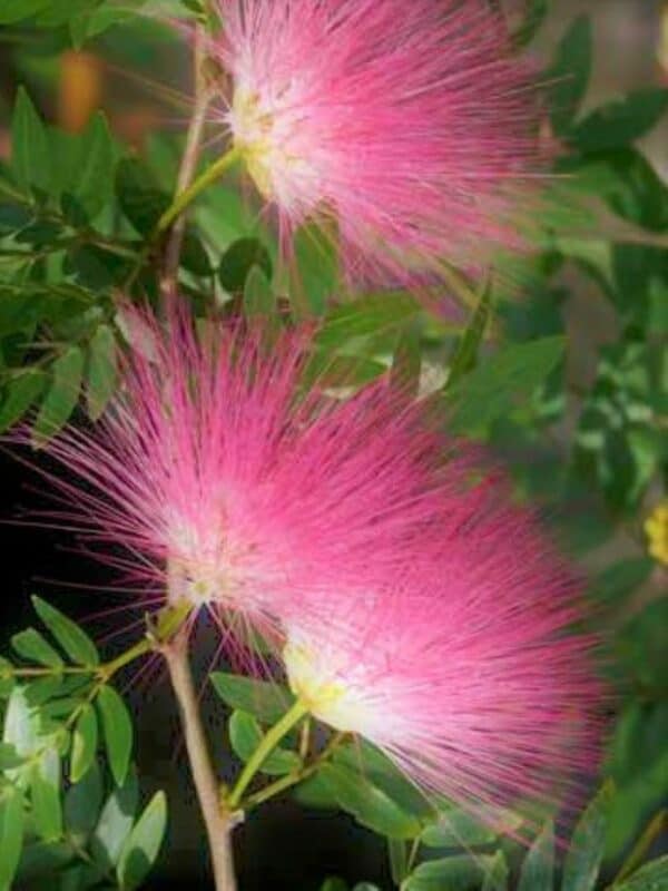 Pink Powder Puff Bush Calliandra Ships Free