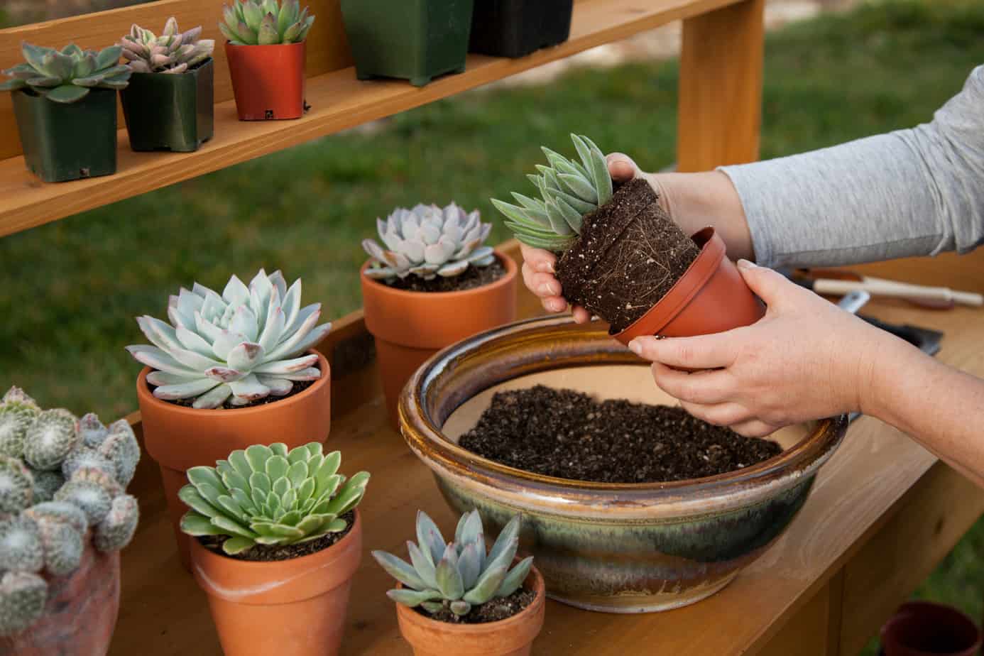 terra cotta pots for succulents