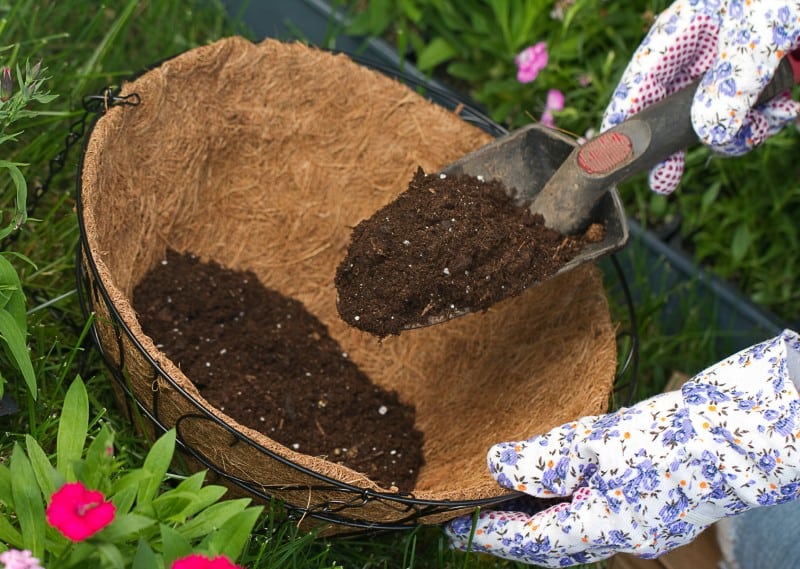 plant soil requirement