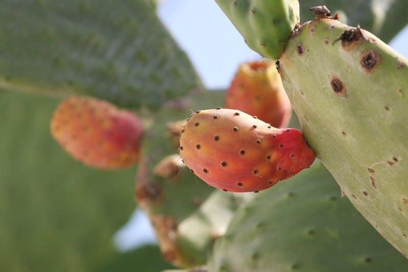 Prickly pear Opuntia 