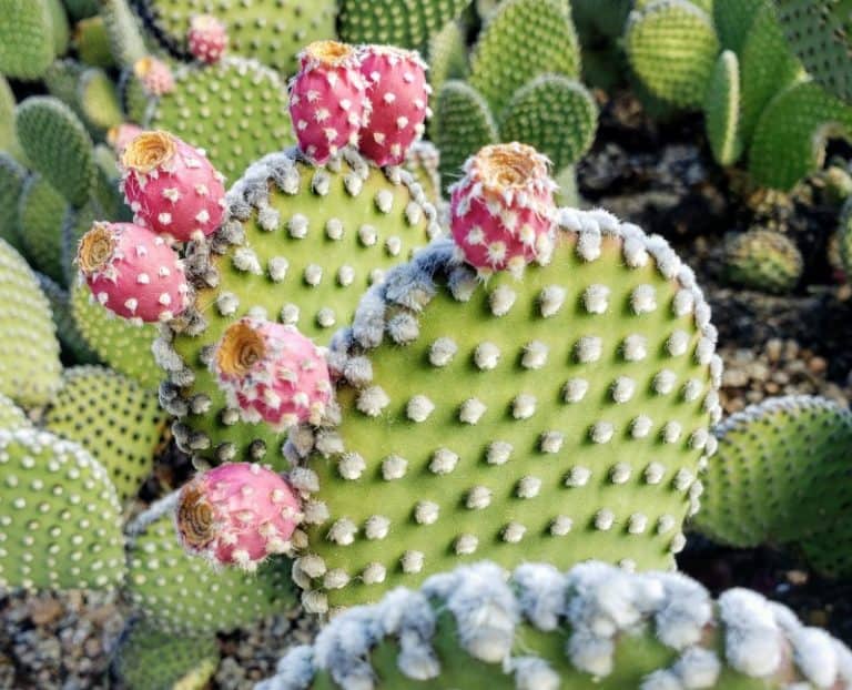 Cactus Flower Plant Most Beautiful Flowering Cactus Variety