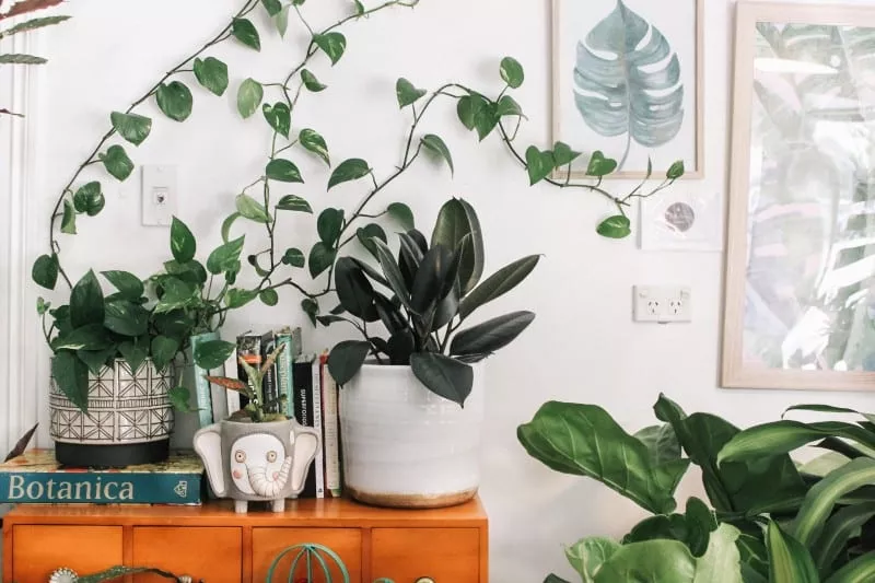 plants in small living space