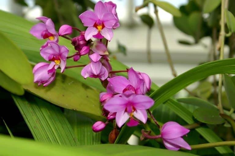 How to Care for Ground Orchids Plantly