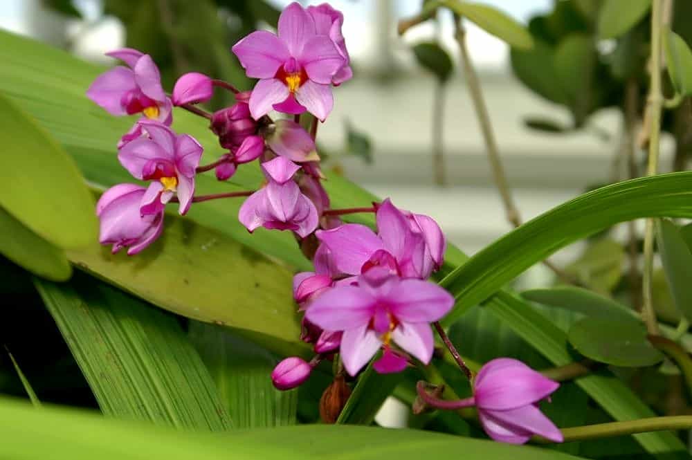 ground orchid care