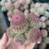 Rainbow Cactus Cluster Multi Head