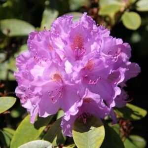 Rhododendron plant