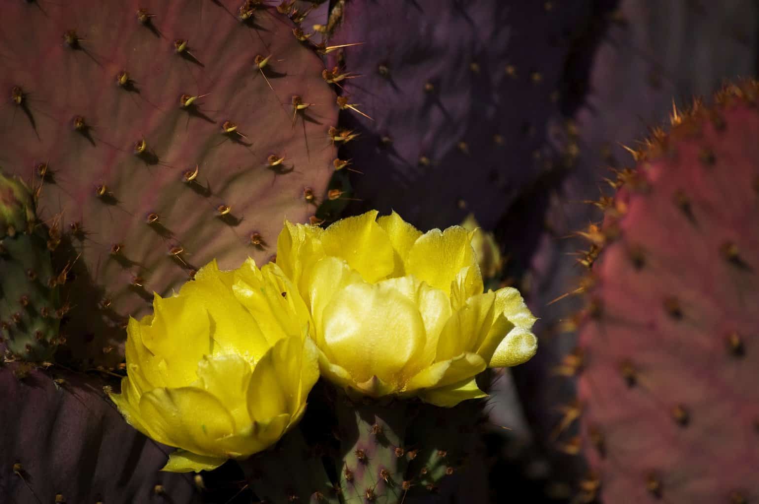 Opunta Santa Rita prickly pear cactus