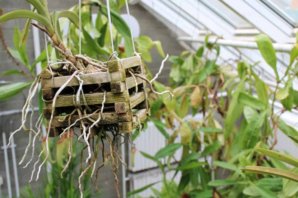 How to Repot an Orchid with Air Roots? Stepbystep Guide