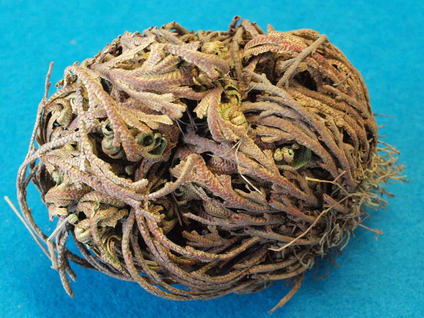 dried rose of jericho plant