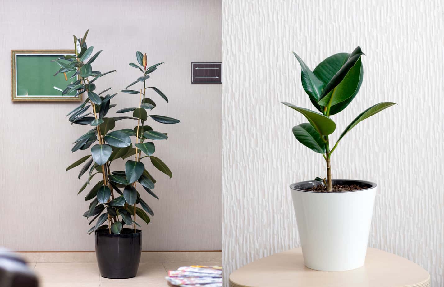 rubber plant feng shui