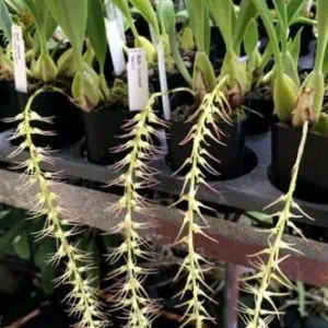 Bulbophyllum Cocoinum 'The Coconut Bulbophyllum' Coconut fragrance
