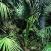 Sabal Birmingham seedling (Cold Hardy Palm for NC - 7a Zone)