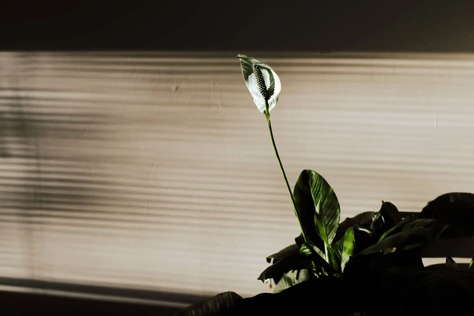 peace lily in low light setting
