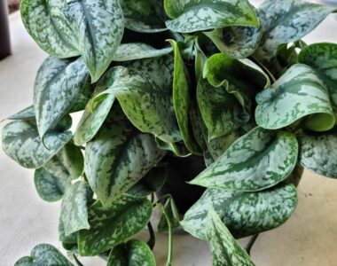scindapsus plants for sale on Plantly