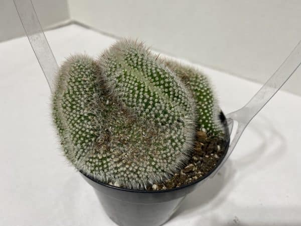 Cactus Plant. Medium Notocactus Scopa Cristata. This is a unique and very limited cactus., Plantly