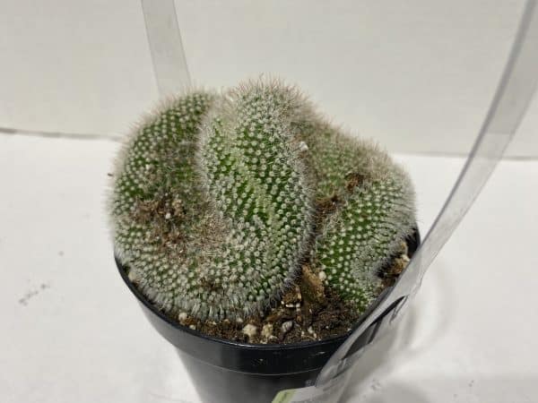 Cactus Plant. Medium Notocactus Scopa Cristata. This is a unique and very limited cactus., Plantly