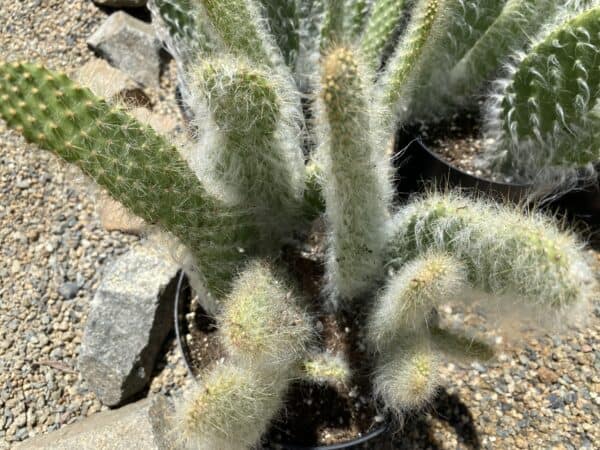 Cactus Plant Mature Prickly Pear &#8216;Snow&#8217;., Plantly