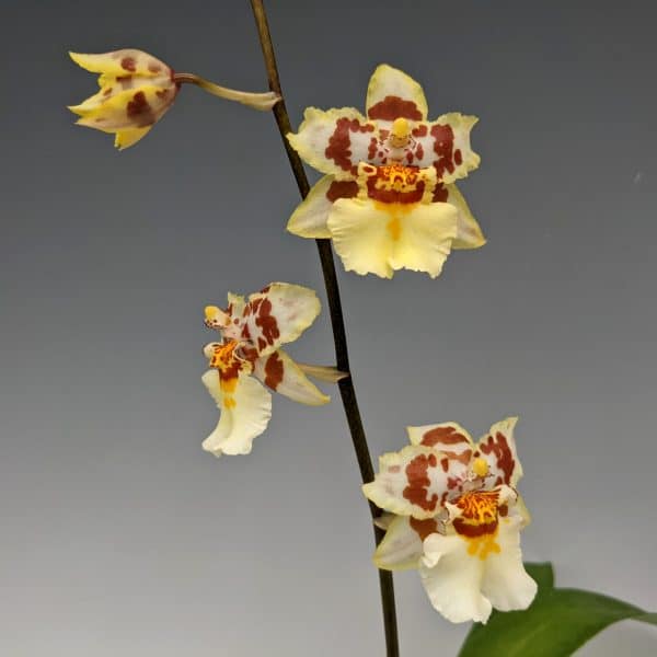Odontocidium (Nohacidium) Parquet &#8216;Uptown Girl&#8217; Orchid oncidium easy to grow, Plantly