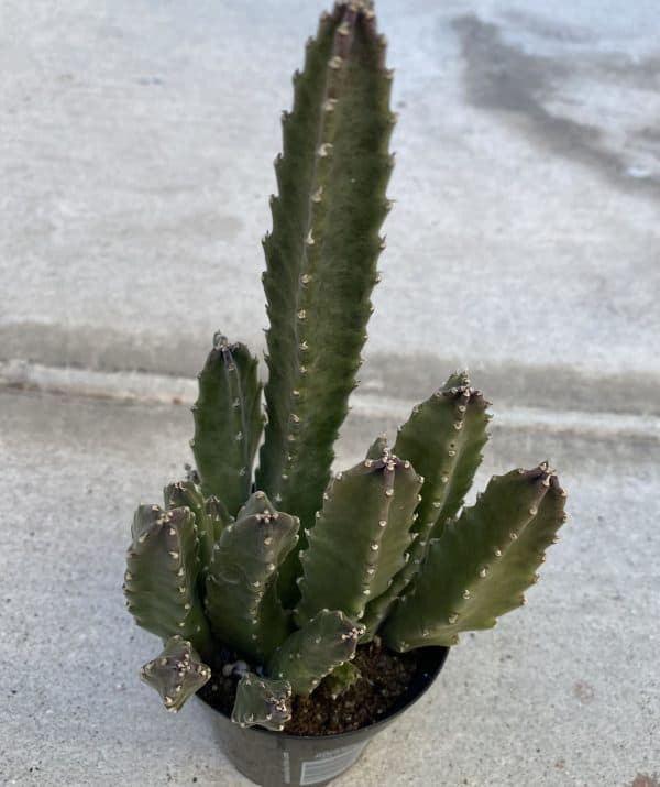 Medium Cactus Plant Stapelia Gigantea.., Plantly