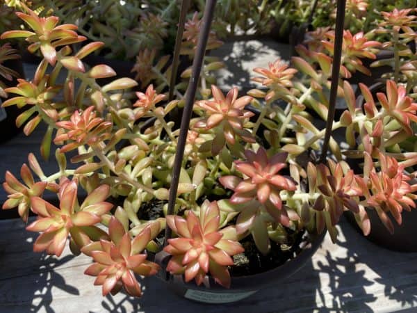 Mature Succulent Plant Sedum Adolphi ‘Shooting Star’.