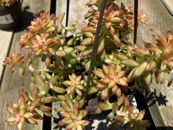 Mature Succulent Plant Sedum Adolphi ‘Shooting Star’.