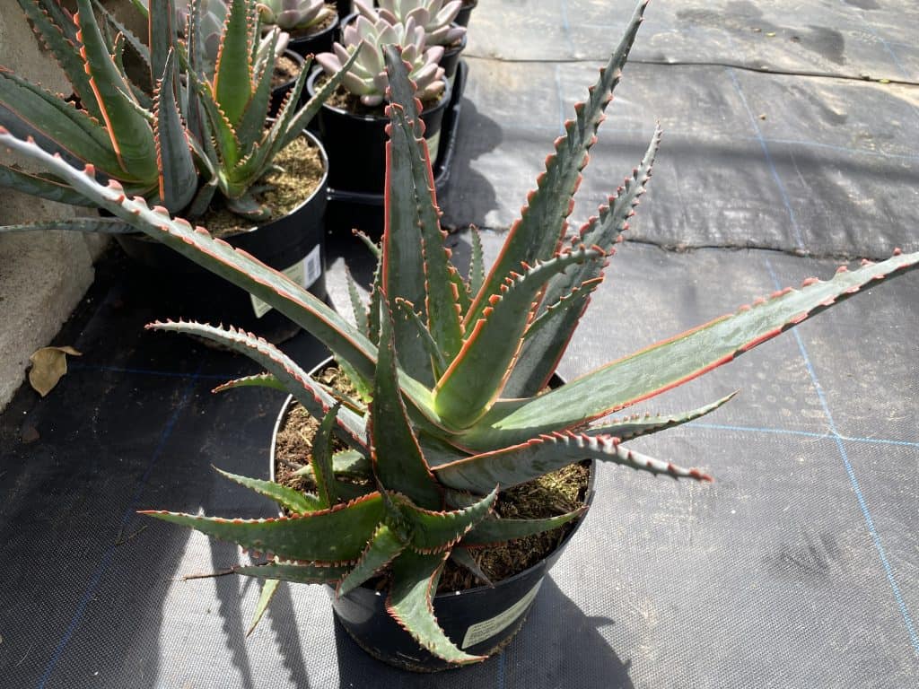 Aloe Swordfish Experience the Power of Natural Healing Buy Now