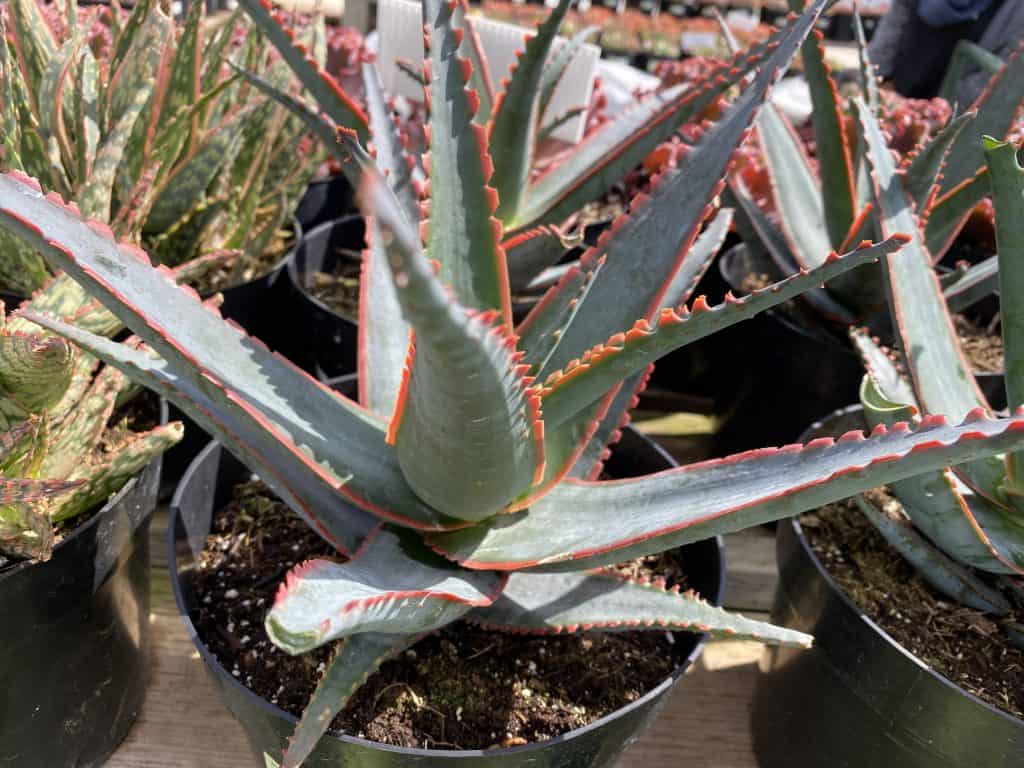Mature Aloe Swordfish. Plantly