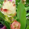 Siam Tulips Curcuma Alismatifolia