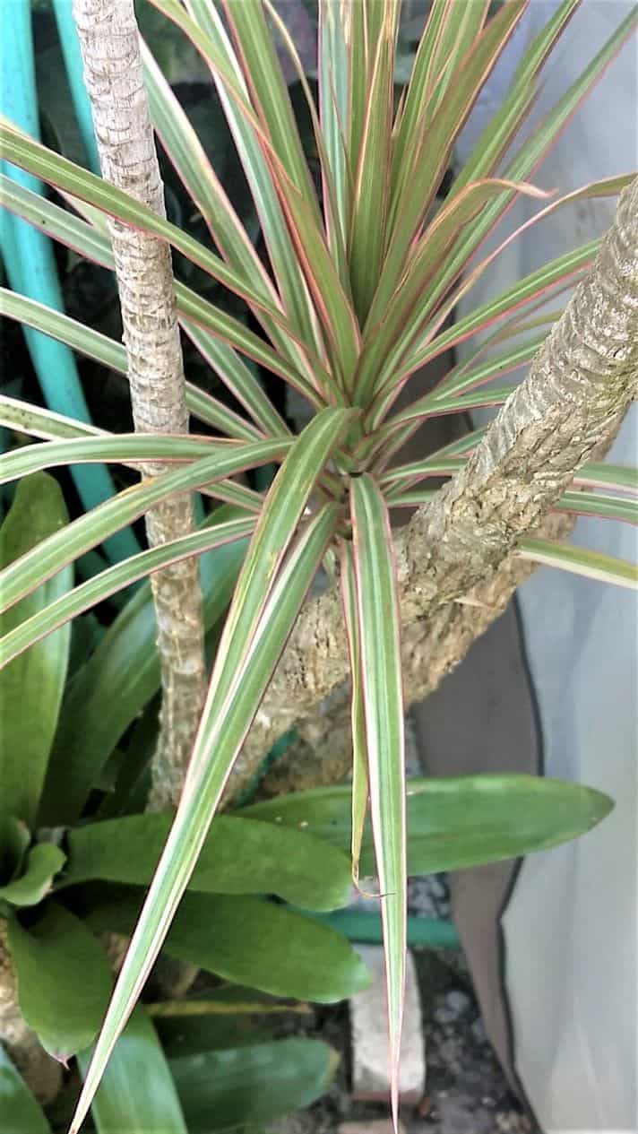 Dracaena Tri Color Dragon Tree Plantly