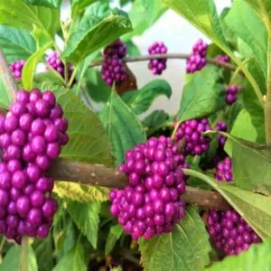 Beautyberry Organic Seeds 50+ Ship Free